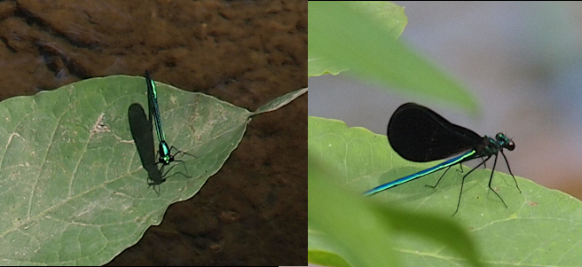 [Two photos spliced together. On the left is a top-down view of the damselfly perched on a leaf. The damselfly's body is metallic green color. The shadow of the insect's wing is the only way to see the shape of the wing. On the right side is a right-side view of the damselfly which has its all-black wings together above its body. The body of this damselfly is more of a metallic blue-green color. The legs are all black.]